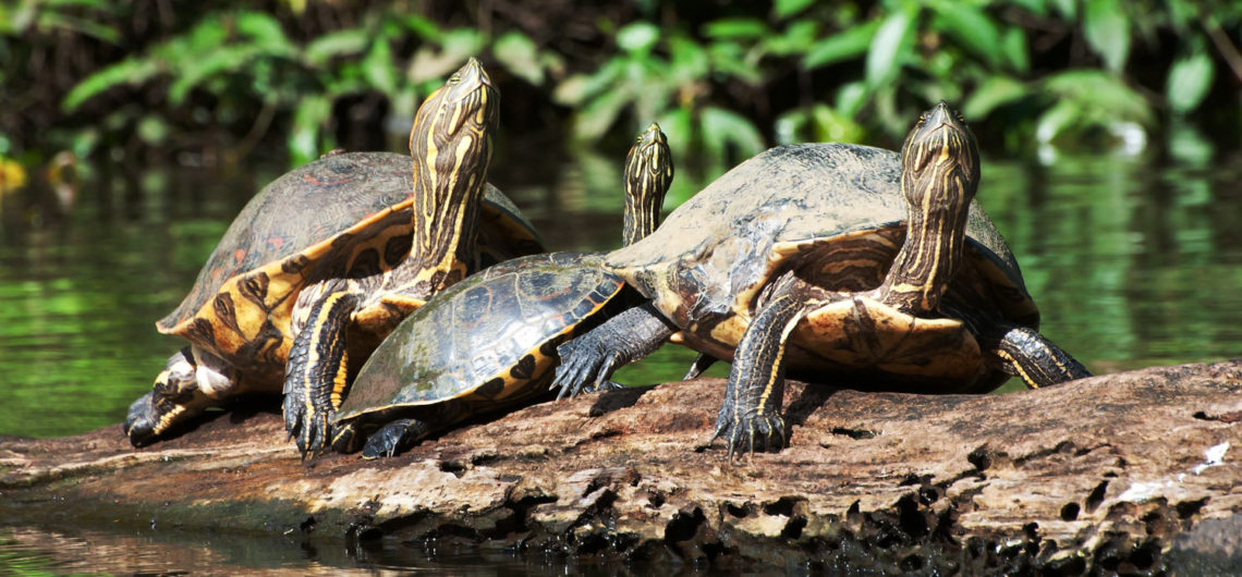 Sea Turtle Nesting Season in Costa Rica
